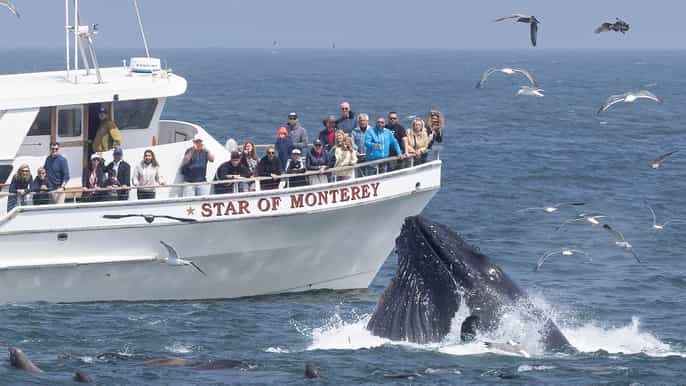 Monterey: Monterey Bay Dolphin and Whale Watching Boat Tour