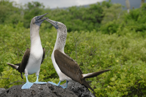 San Cristóbal: Vuelta 360 a la isla con snorkel