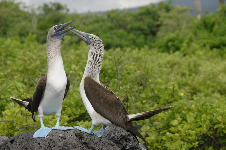 San Cristóbal: Vuelta 360 a la isla con snorkel