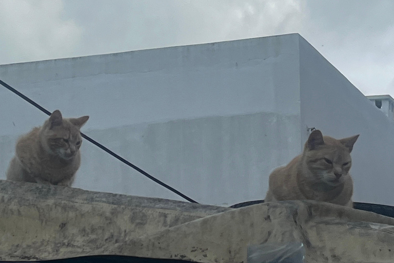 Tangeri: Matisse e il tour della città