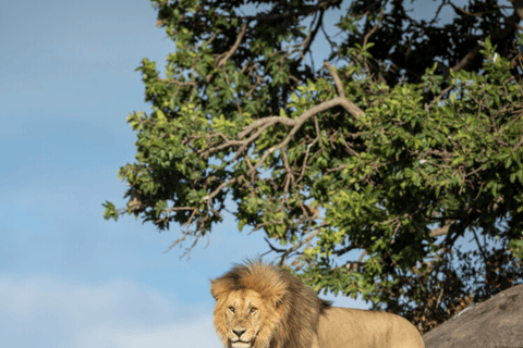 Arusha: 4-Day Camping Safari Top Northern Destinations