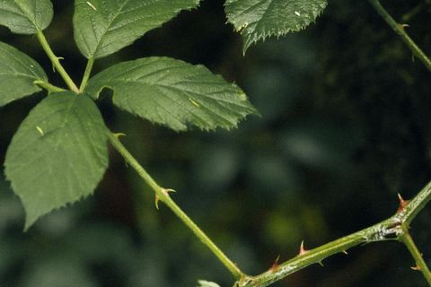 Funchal: Vereda do Fanal PR13 Hiking with Transfer & Guide