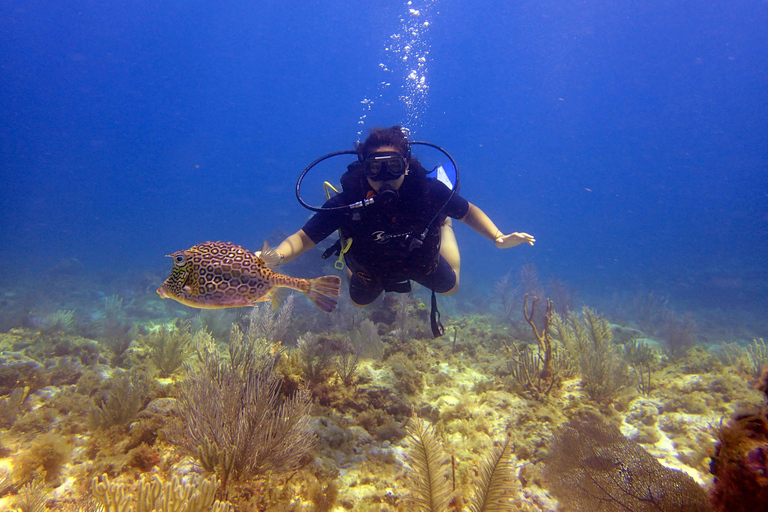 Cancun: 2-Tank Dive for Beginners with MUSA and Reef Dive
