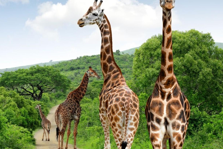 Durban: Tala Game Reserve, Phezulu Park en markttour