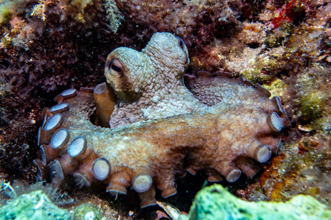 Mallorca: duiken zonder brevet met een duikinstructeur vanaf de boot - Cap de FormentorProbeer Scuba - Proefduiken