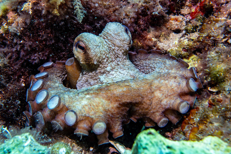 Mallorca: duiken zonder brevet met een duikinstructeur vanaf de boot - Cap de FormentorProbeer Scuba - Proefduiken