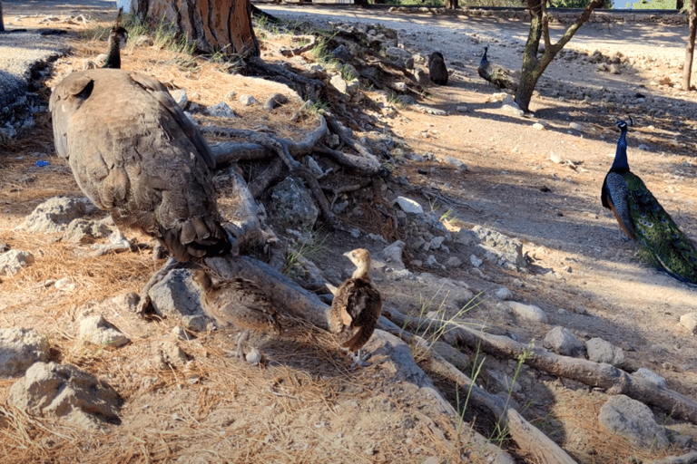 Rhodes: Butterfly Valley and Filerimos Hill Bus Trip