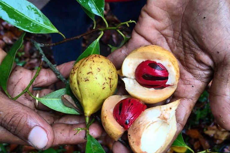 ZANZIBAR: Private Spice Farm Tour Hotel Pickup + local Guide