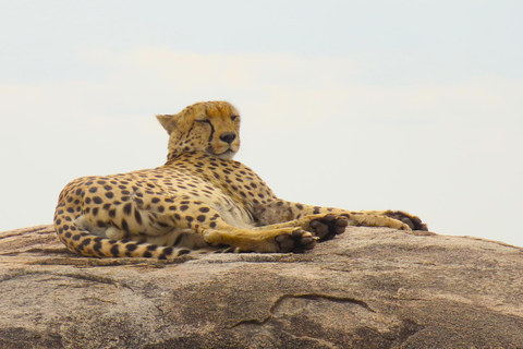 SERENGETI: 2-Days Fly-In Safari to Serengeti and Ngorongoro