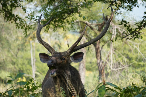 From Delhi: 4-Day Khajuraho Temples & Panna Tiger Safari