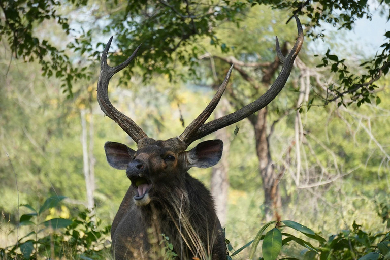 From Delhi: 4-Day Khajuraho Temples & Panna Tiger Safari
