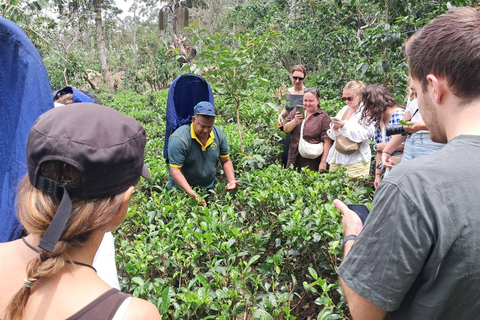 Ella: Organic Tea Plantation Tour with Tea Making & Tasting