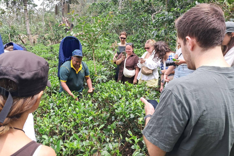 Ella: Organic Tea Plantation Tour with Tea Making & Tasting