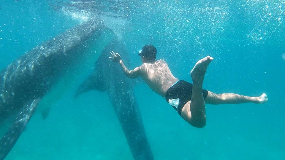 Balleshark Natación y Sardina Run, Tortuga Persiguiendo viaje de un día - Hizvo