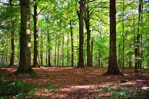 Guba-Khinalig Group Tour with handmade lunch options Baku: Candy Cane, Guba, Khinaliq village with Homemade Lunch