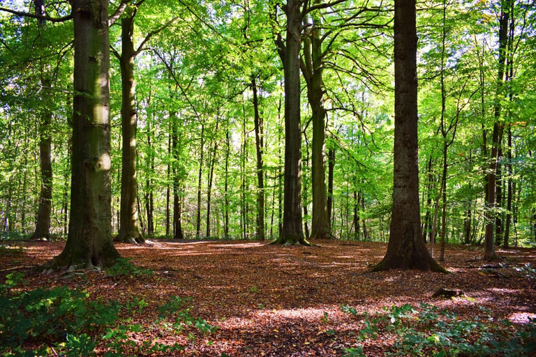 Guba-Khinalig Group Tour with handmade lunch options Baku: Candy Cane, Guba, Khinaliq village with Homemade Lunch