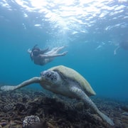 Koh Samui: Koh Tao & Koh Nang Yuan Snorkel Trip with Lunch