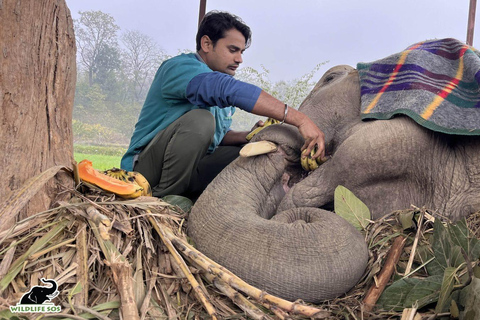 Au départ de Delhi, visite du Taj Mahal au lever du soleil avec conservation des éléphantsUniquement des services de guides touristiques