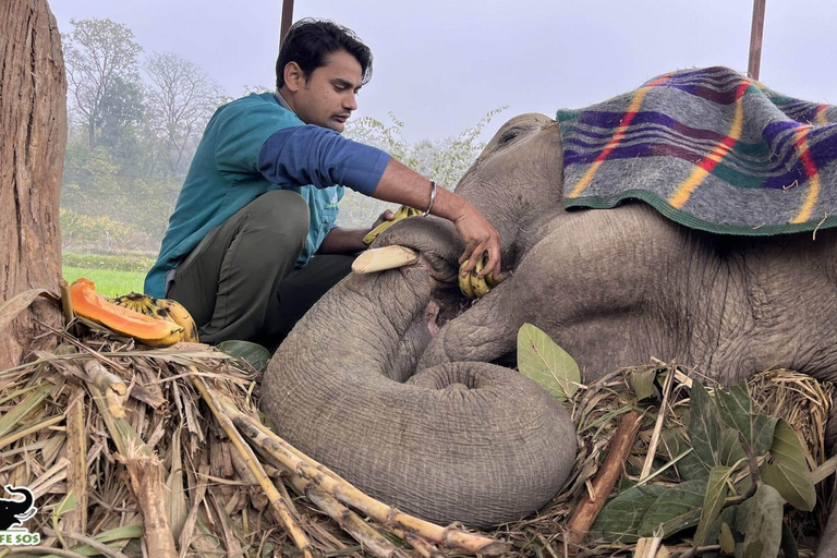 Au départ de Delhi, visite du Taj Mahal au lever du soleil avec conservation des éléphantsUniquement des services de guides touristiques