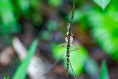 Kanneliya the Biodiversity Hot Spot Trekking from Galle