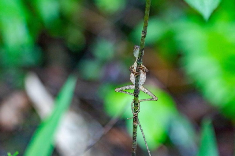 Kanneliya the Biodiversity Hot Spot Trekking from Galle