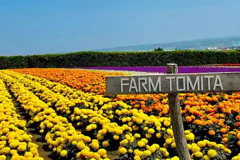 Hokkaido Furano Tomita Farm Tour With Melon Buffet Option