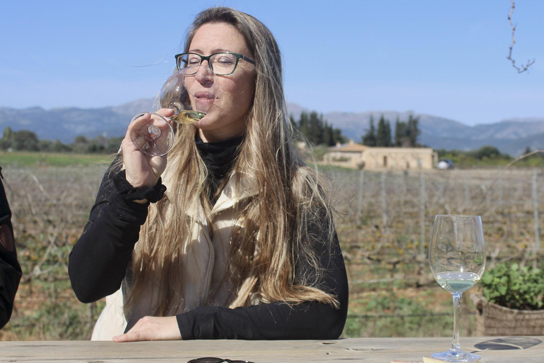 Alcúdia/Can Picafort: Guided Vineyard Visit and Wine Tasting Pickup at a Meeting Point Near Playa de Muro