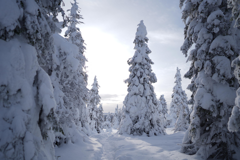 Rovaniemi: World's northernmost Roller Coaster +Riisitunturi