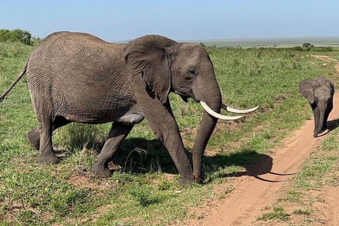 3-Day 2-Nights Maasai Mara Big 5 Safari All Inclusive