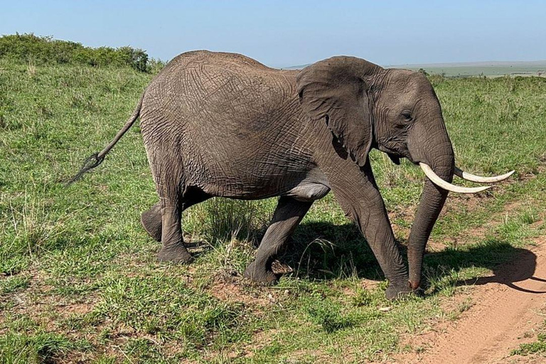 3-Day 2-Nights Maasai Mara Big 5 Safari All Inclusive