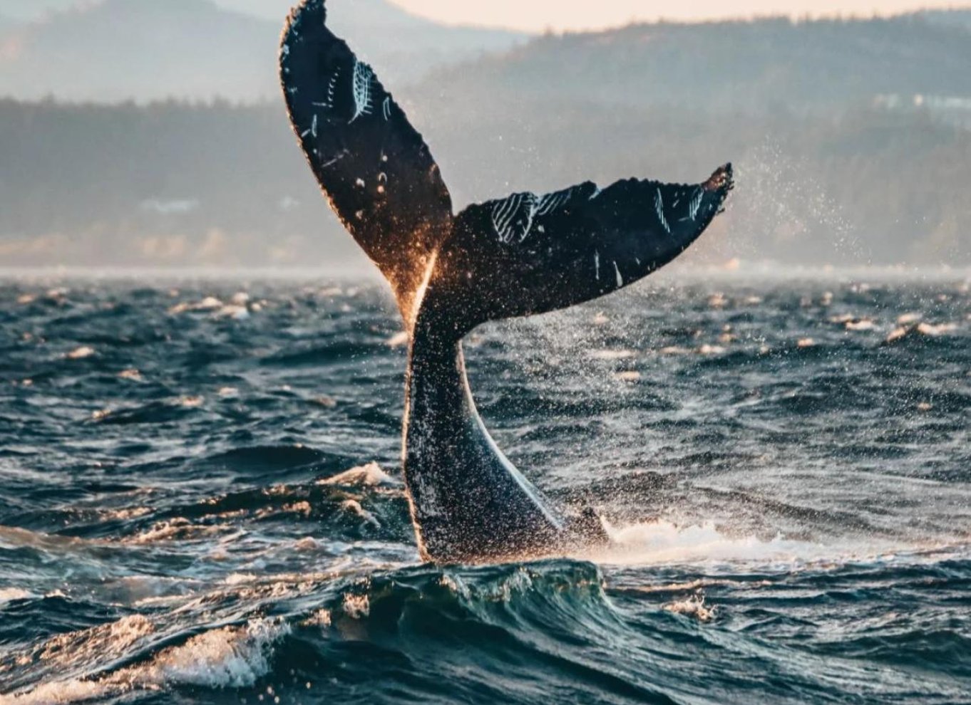 Fra Vancouver: Hval- og dyrelivssafari med gratis fotos