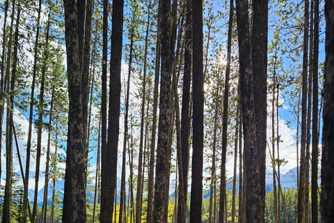 Inverno: Tour privato di un giorno intero per il Banff Icefield Parkway