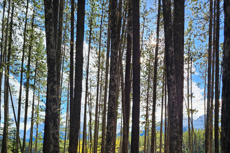 Inverno: Tour privato di un giorno intero per il Banff Icefield Parkway