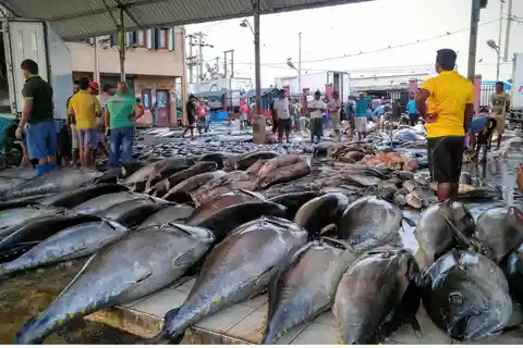 Depuis Colombo : Visite du village de pêcheurs de Negombo en tuk-tuk