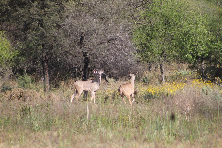 Gaborone: City Tour with Game Drive and Tswana Cuisine