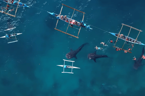 Cebu: Przygoda z nurkowaniem z rekinami wielorybimi w Oslob i Moalboal