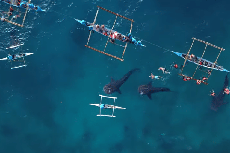 Cebu: Przygoda z nurkowaniem z rekinami wielorybimi w Oslob i Moalboal