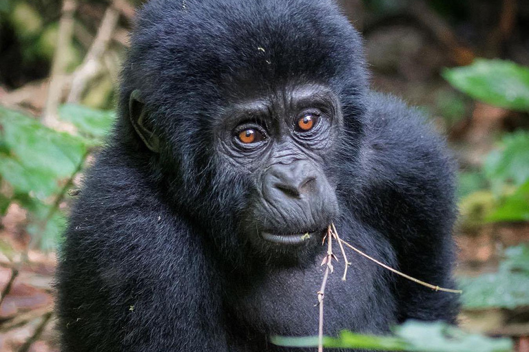 4-Day Gorillas and Golden Monkeys Safari Rwanda to Uganda
