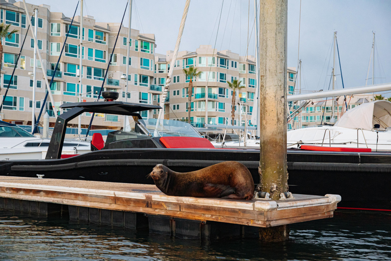 Los Angeles: Sea Lions Watching Cruise 90 Min Sea Lions Adventure Cruise
