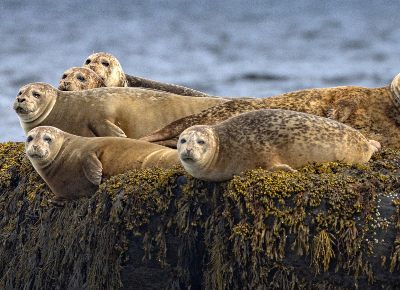 Lunenburg: Zodiac-tur med dyreliv og naturguide