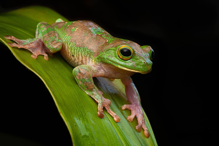 Van Arugambay naar Tangalle/Mirissa met Yala luipaardsafari