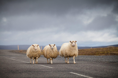 Self-Drive: West and South Iceland (7 days)Dacia Duster - Standard Accommodation