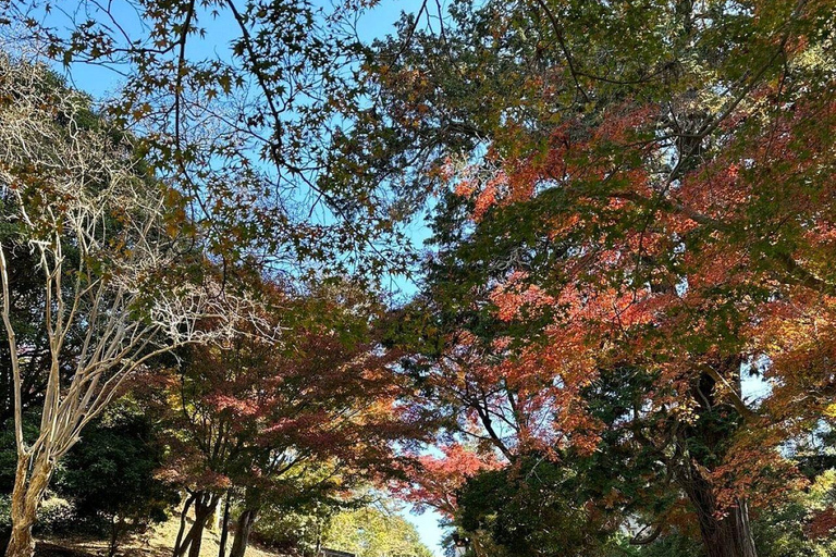 Nara Gardens and Temples Private Guided Tour with Transport