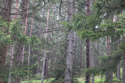 Śledzenie wilków i dzikich zwierząt w Szwecji