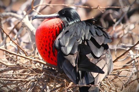 Galapagos Island Hopping Tour - 9D/8N