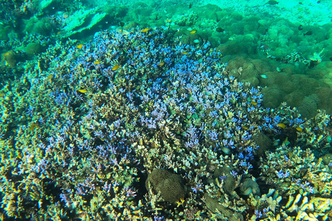 Snorkeling di gruppo privato alle 3 isole Gili da Gili Trawangan