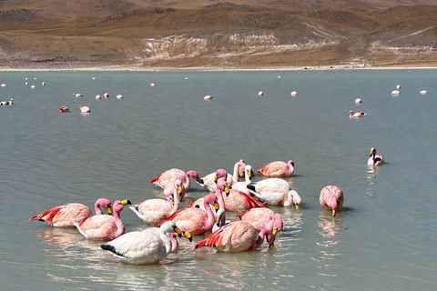 Uyuni: 3-Day Salt Flats Expedition to San Pedro de Atacama Uyuni Tour with Local Spanish Driver