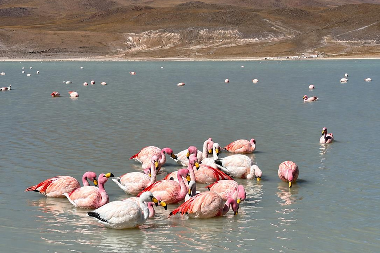Uyuni: 3-Day Salt Flats Expedition to San Pedro de Atacama Uyuni Tour with Local Spanish Driver