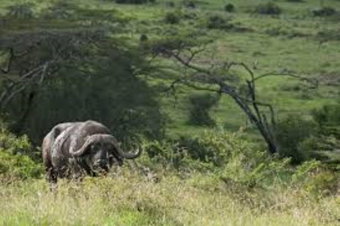 Nairobi nationalpark: Game Drive på morgonen eller eftermiddagen