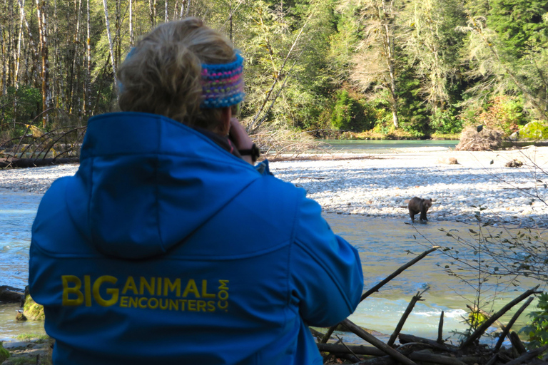 Campbell River: Grizzly Bear Expedition with Lunch